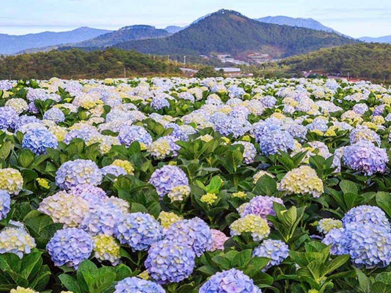 Đà Lạt - Thác Bobla - KDL Cao Nguyên Hoa - Trang Trại rau và hoa Vạn Thành